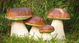 Die Pilze