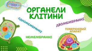 Ілюстративний матеріал до теми "Структури клітини"