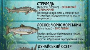Постер  "Риби Червоної книги "