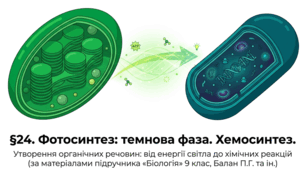 Презентація "§ 24. Фотосинтез: темнова фаза. Хемосинтез" 9 клас НУШ