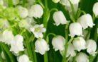 1100081d-3b00-138x88.png