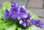 11000820-f257-142x98.png