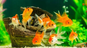 Die Fische