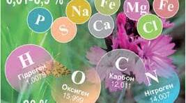 5. Неорганічні сполуки: вода, мінеральні солі та кислоти. Основні фізико-хімічні властивості води та її функції в живих організмах