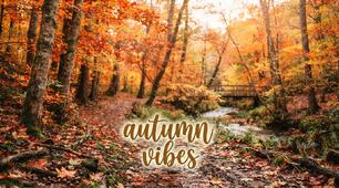 Autumn Vibes: Fill in the Missing Words 🍂
