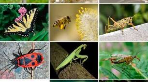 Die Insekten