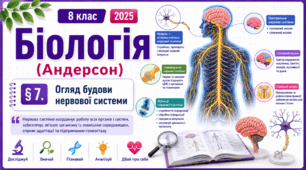 Огляд будови нервової системи.Презентація, інфографіка, робочий аркуш