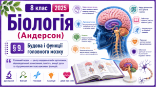 Будова і функції головного мозку. Презентація, інфографіка, робочий аркуш
