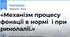 «Механізм процесу фонації в нормі  і при ринолалії.»