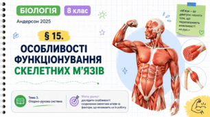 Особливості функціонування скелетних м’язів. Презентація, інфографіка, робочий аркуш