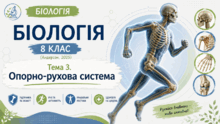 Тема 3. Опорно-рухова система