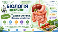 Тема 4. Травна система. Процеси метаболізму