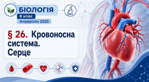 Кровоносна система. Серце. Презентація, інфографіка, робочий аркуш