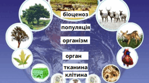 Презентація до уроку 9 клас НУШ з теми: Рівні організації живої матерії. Основні методи біологічних досліджень.