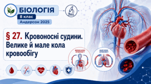 Кровоносні судини. Велике й мале кола кровообігу. Презентація, інфографіка, робочий аркуш