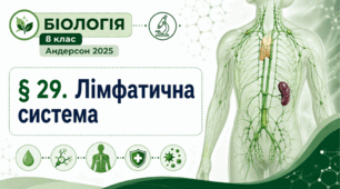 Лімфатична система. Презентація, інфографіка, робочий аркуш