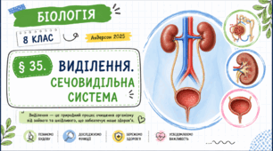 Виділення. Сечовидільна система. Презентація, інфографіка, робочий аркуш
