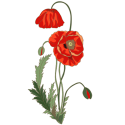 11001m6p-7f92-250x250.png
