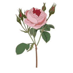 11001m6w-0483-250x250.png