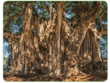 11001mod-cee9-220x166.png