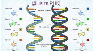 10. Нуклеїнові кислоти: РНК. АТФ