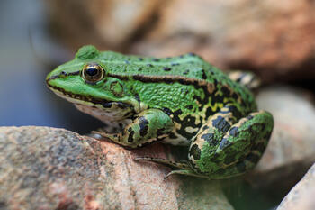 11002dq6-6a68-350x233.jpg