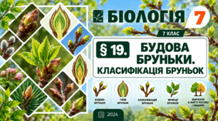 Будова бруньки. Класифікація бруньок. Презентація, інфографіка, робочий аркуш