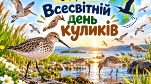 🪶6 вересня 🩷 Всесвітній день куликів🪽