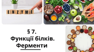 Презентація  до уроку  «§ 7.Функції білків. Ферменти»  9 клас  НУШ  Біологія