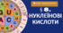 Презентація  до уроку  «§ 8. Нуклеїнові кислоти»   9 клас  НУШ Біологія