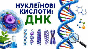Нуклеїнові кислоти: ДНК