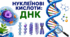 Нуклеїнові кислоти: ДНК