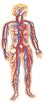 11002xfl-7771-173x390.png