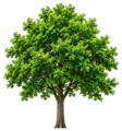 110036r8-6ff1-112x120.png
