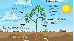 Тема 1. Фотосинтез