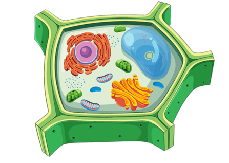 110037my-95f0-447x317.png