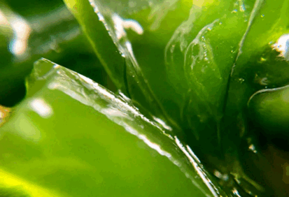 110037nu-4086-413x282.png