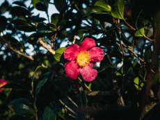 1100393s-0a9e-230x173.png