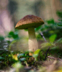 11003941-ee39-203x238.png