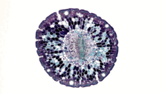 1100394f-c4d9-242x137.png