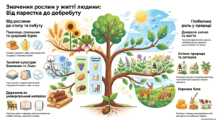 4кл. Навколишній світ. (РОСТОК)Світ рослин.Значення рослин для життя на Землі