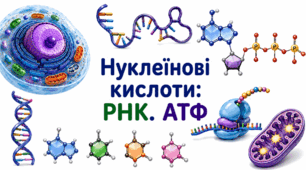 Нуклеїнові кислоти: РНК. АТФ