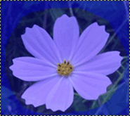 11003olu-0c13-185x165.png