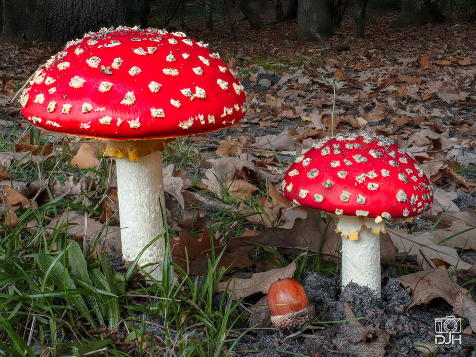 11004ca6-40ae-940x705.jpg