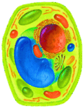 11004m4h-59d0-122x156.png