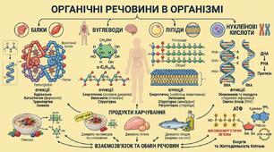 Природничі науки. 11 клас. Перевірочна робота з теми: Органічні речовини в організмі.