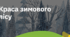 14. "КРАСА ЗИМОВОГО ЛІСУ"