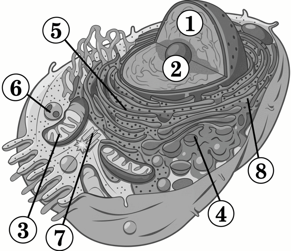 11004zxz-8247-940x810.png