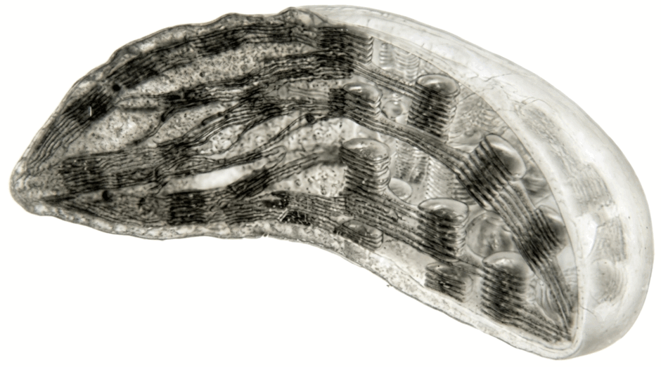 110050p8-1aed-940x523.png