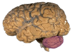 11005134-d15c-256x186.png